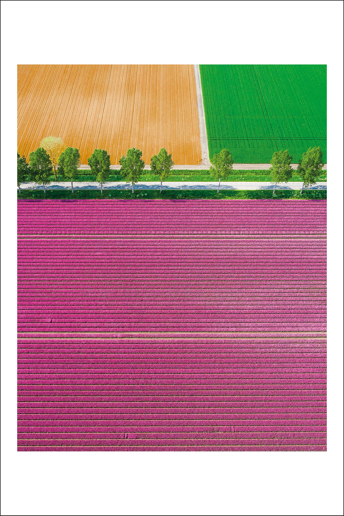 Postcard Alex Gâlmeanu 19